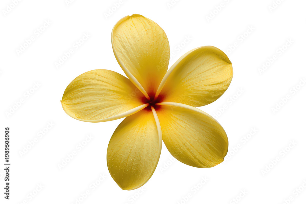 Naklejka premium Yellow plumeria frangipani flower blooming, tropical plant, isolated blossom, summer floral nature, transparent background