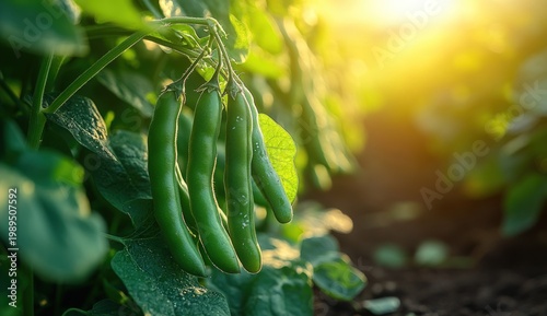 Green pods ripen on a healthy plant in a sunny field, glowing with golden light