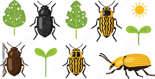 Photos Set of Potato Beetle and Garden Pest Illustrations Featuring Diverse Species Wit