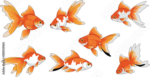 Set of Orange and White Goldfish Illustrations Featuring Diverse Fancy Tail Varieties and Swimming Poses for Aquarium Pet Care and Marine Life Graphic Designs