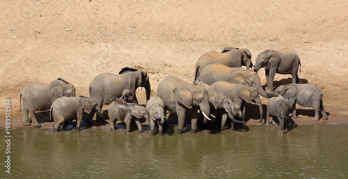 Afrikanischer Elefant / African elephant / Loxodonta africana