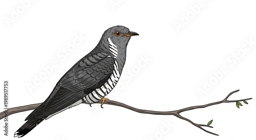 A gray and white bird perched on a branch