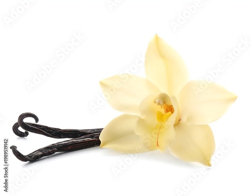Fresh Vanilla Flower With Dried Dark Aromatic Bourbon Vanilla Pods Isolated On White Background Studio Photography