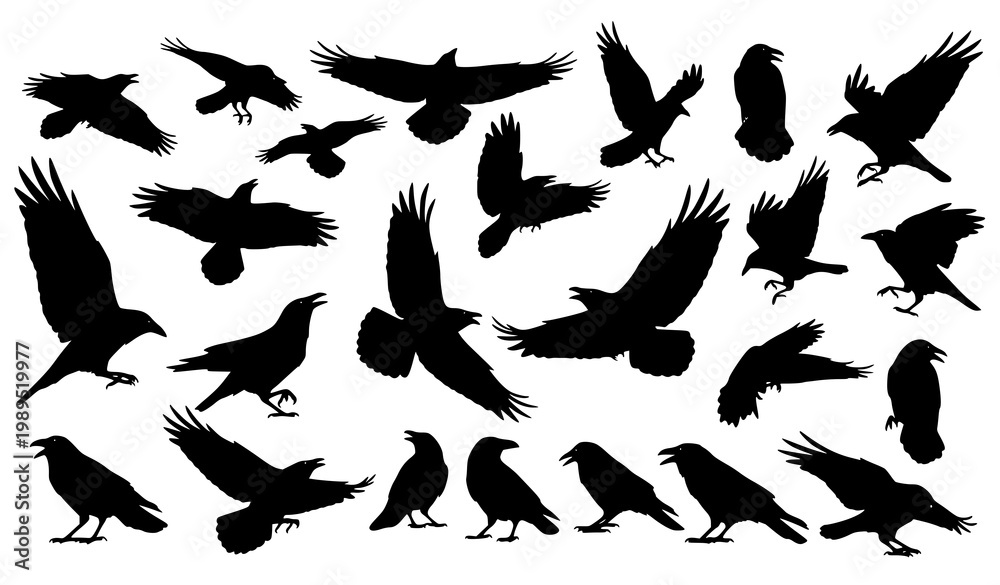 Fototapeta premium Dynamic raven and crow silhouette vector set with flying bird shapes in bold minimal style