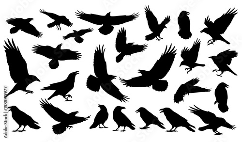 Dynamic raven and crow silhouette vector set with flying bird shapes in bold minimal style