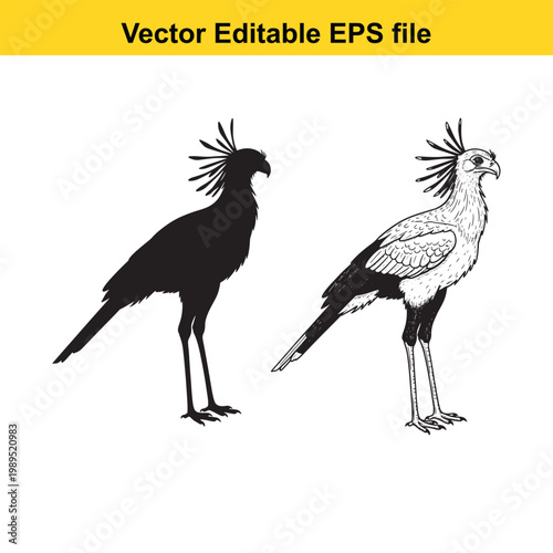 Vector art of secretary bird in silhouette and detailed drawing, standing on legs