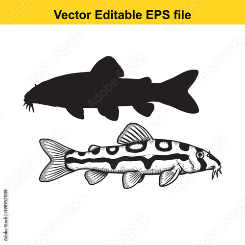 Vector art of silhouette and sketch of a loach fish swimming