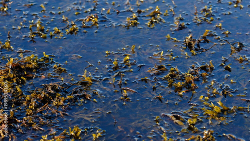 Schilderij op canvas Rockweed or popweed, bladder wrack (Fucus vesiculosus) in the littoral zone, Bal