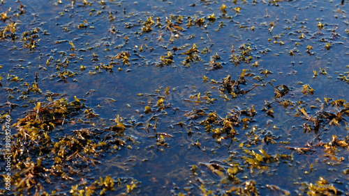 Foto Rockweed or popweed, bladder wrack (Fucus vesiculosus) in the littoral zone, Bal