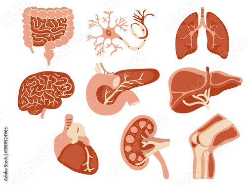 vector set of human organs