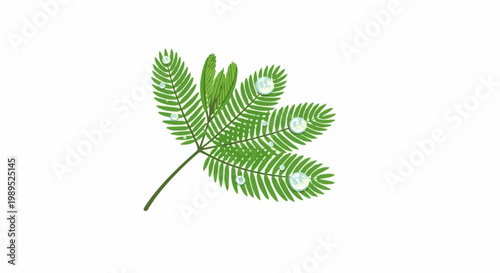 Delicate green fern fronds adorned with glistening dew drops on a white background