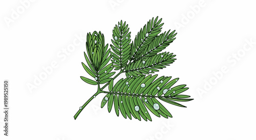 Green fern frond with dew drops