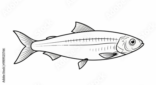 A detailed, black and white line drawing of a fish, viewed from the side