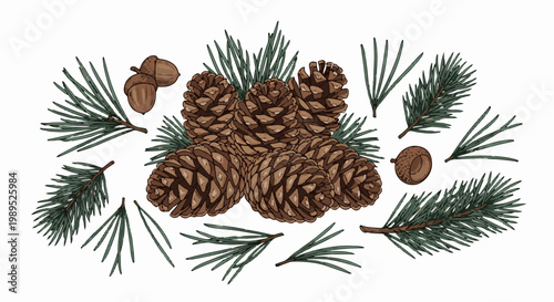 Scattered pine cones and acorns with pine needles on a white background