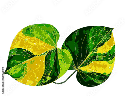 vector illustration of a green taro plant with a wide, colorful pattern