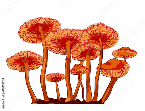 vector illustration of parasitic plants, moss, fungi, and umbrellas