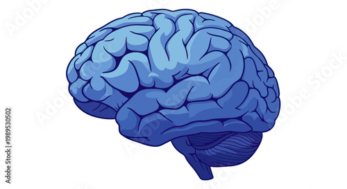 Blue Human Brain Anatomy Illustration Isolated on White Background
