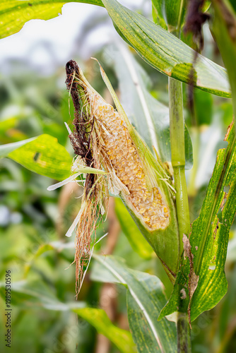 Konstfotografi Close-up of corn cob damaged by rat pest in agricultural field, showing crop failure and harvest loss