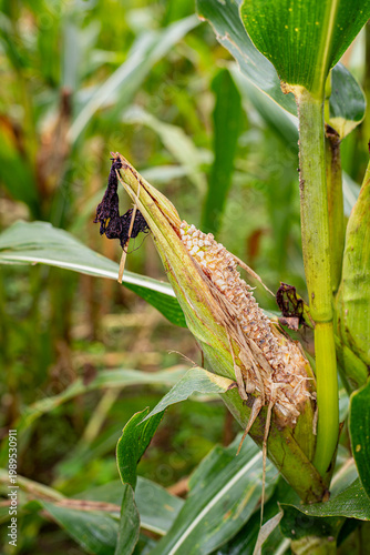 Konstfotografi Close-up of corn cob damaged by rat pest in agricultural field, showing crop failure and harvest loss