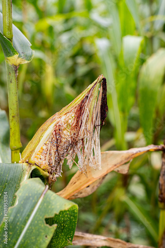 Konstfotografi Close-up of corn cob damaged by rat pest in agricultural field, showing crop failure and harvest loss