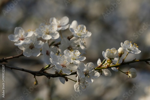 Flowering fruit tree in spring. White small flowers of Mirabelle plum, also known as mirabelle prune or cherry plum (Prunus domestica subsp. syriaca).