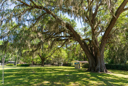 Big beautiful oaks in Ocala