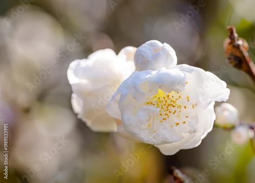 Fotografie Close up flowers Chinese cherry Alba plena called Chinese plum or dwarf flowering almond