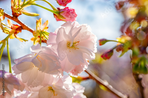 Beautiful pink flowers of Prunus serrulata. Japanese cherry. Spring bloom. 