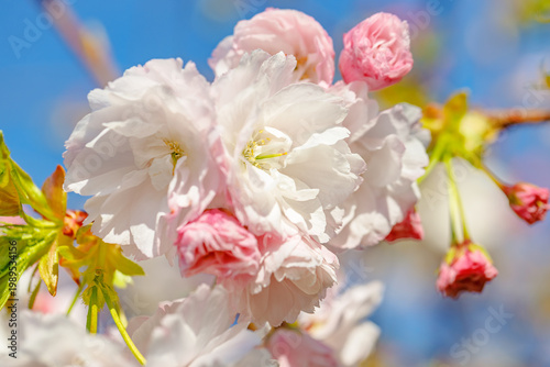 Japanese ornamental prunus tree cherry 