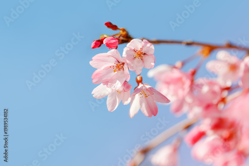 Foto Cherry Blossoms in Full Bloom Against a Clear Blue Sky