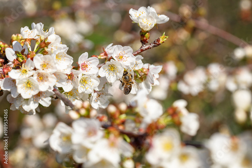 Bee on a flower of the cherry blossoms. Spring landscape with Cherry blooming tree. 