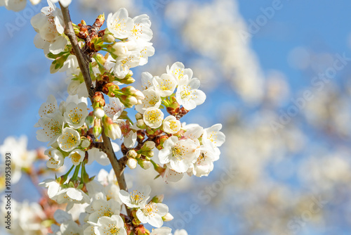 Beautiful wild cherry white blossom close up detail detail in Spring
