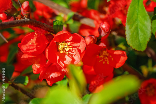 Vibrant red Japanese quince flowers blooming on a green shrub in spring sunlight. Chaenomeles speciosa or japanese quince flower. 