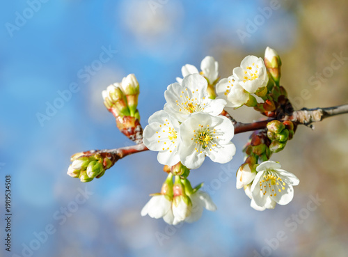 Cherry Blossoms in Full Bloom Against a Blue Sky