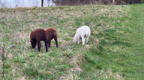 Sheep grazing on green meadow in countryside.