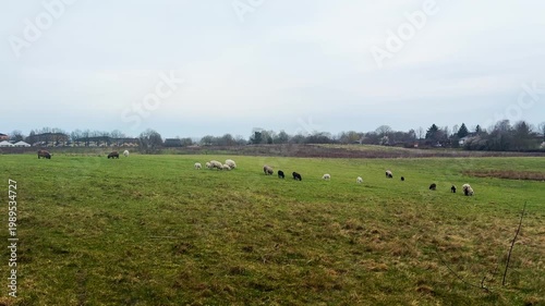 Sheep grazing on green meadow in countryside.