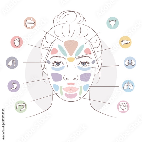 Face reflexology chart with organ zones