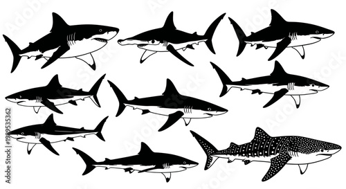 Shark Variety Collection: Diverse Species Illustration