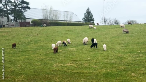 Flock of sheep feeding on grassy pasture