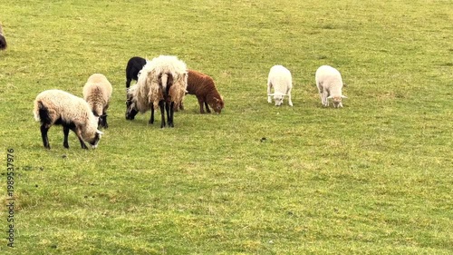 Sheep grazing on green meadow in countryside.