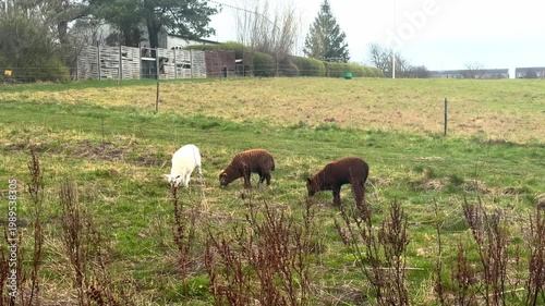 Sheep grazing on green meadow in countryside.