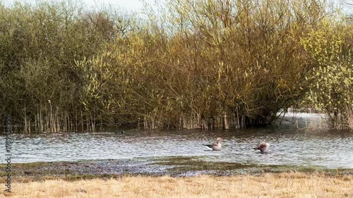Wild geese swimming on river in countryside