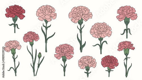 Set of pink and red carnation flowers in various stages of bloom with green stems and leaves on a white background.