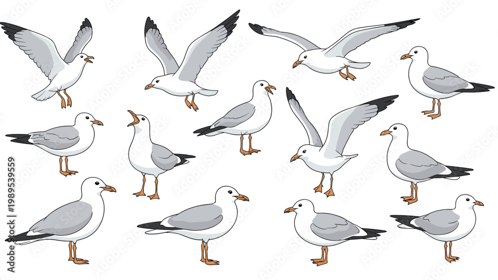 Obraz premium Collection of seagull bird illustrations showing various realistic poses including flying standing and calling in grey and white.