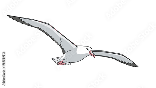 Graceful albatross bird with wide gray and white wings flies through the air shown in a detailed side profile for nature and wildlife study.