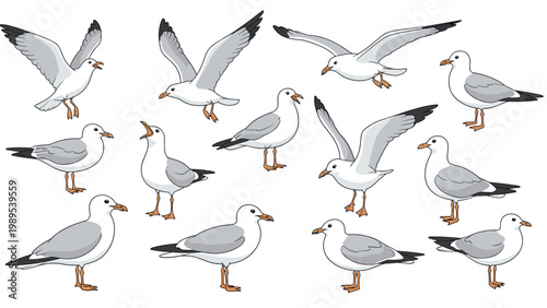 Collection of seagull bird illustrations showing various realistic poses including flying standing and calling in grey and white.