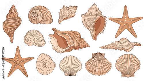 Comprehensive collection of detailed sea shells and starfishes rendered in natural sandy tones for a coastal themed design.