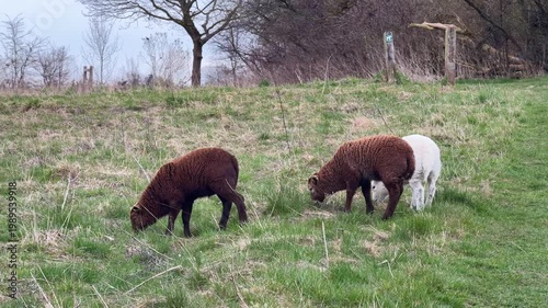 Flock of sheep feeding on grassy pasture