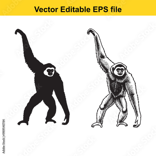 Vector art of black silhouette gibbon and detailed gibbon illustration