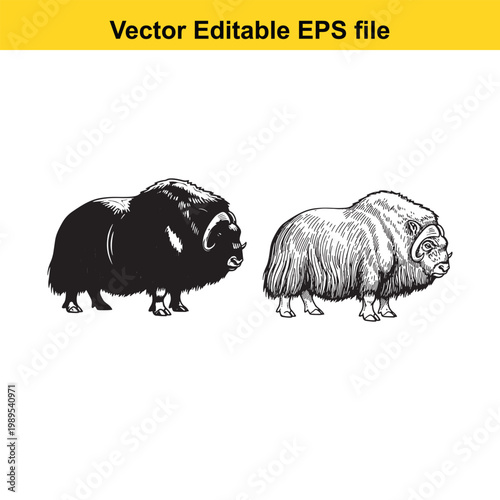 Vector art of two muskoxen, one black silhouette and one detailed sketch, standing on a
